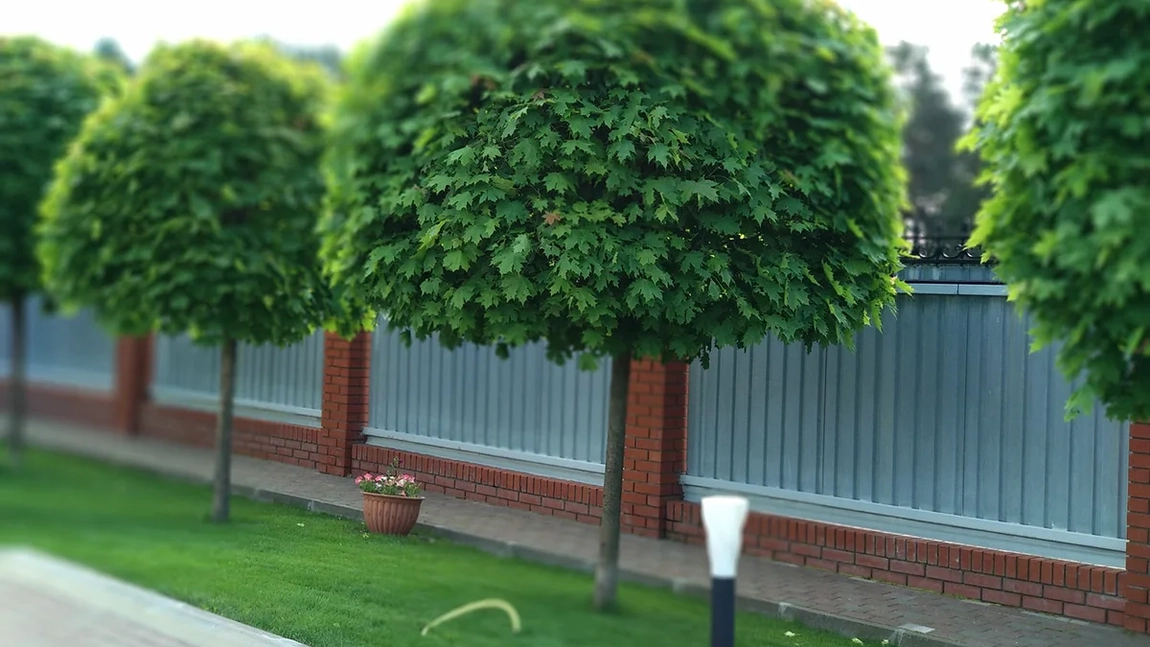 Copaci ornamentali pentru curte. Cum să creezi o atmosferă deosebită în grădina ta