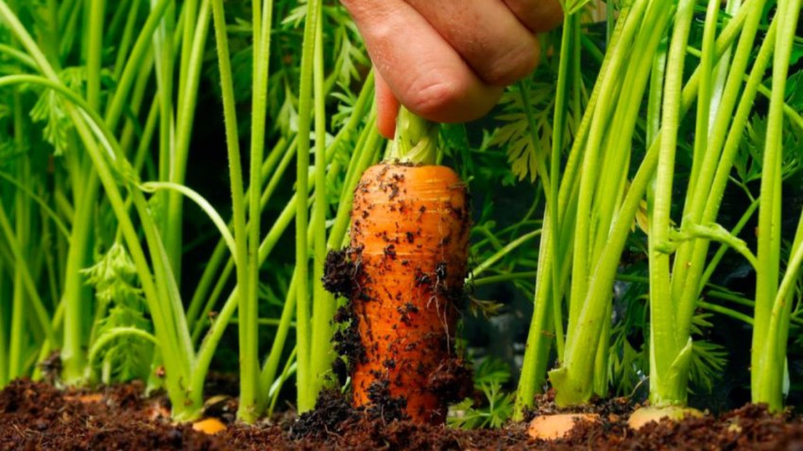 Tăierea frunzelor la morcovi. Cum să păstrezi legumele pentru o perioadă mai lungă