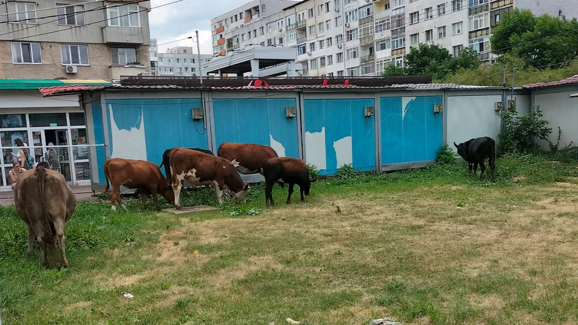 Cum se tunde gazonul în municipiul Iași? Iată o cireadă de vaci în cartierul Alexandru
