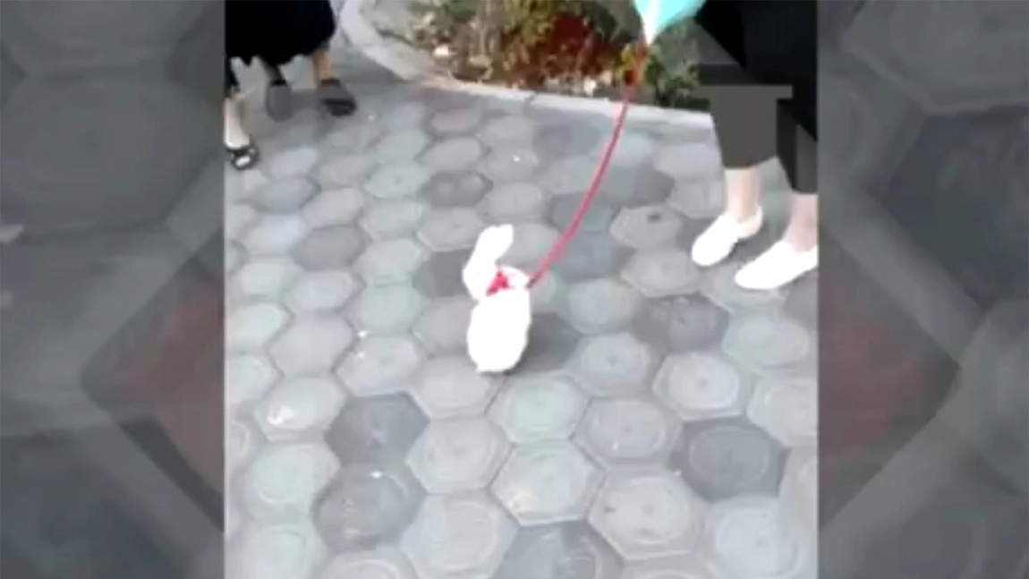 Iulia Albu a șocat întreaga țară când și-a ales o găină ca animal de companie, însă o ieșeancă o întrece de departe! Oamenii s-au oprit în loc atunci când au văzut ce are în lesă: „Mi-am făcut cruce” – FOTO