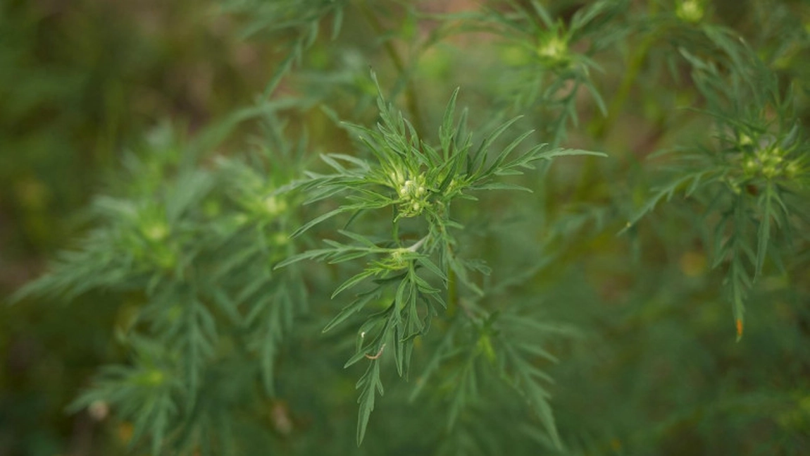 Amendă de 100.000 de lei pentru proprietarii unui teren pe care creştea ambrozie