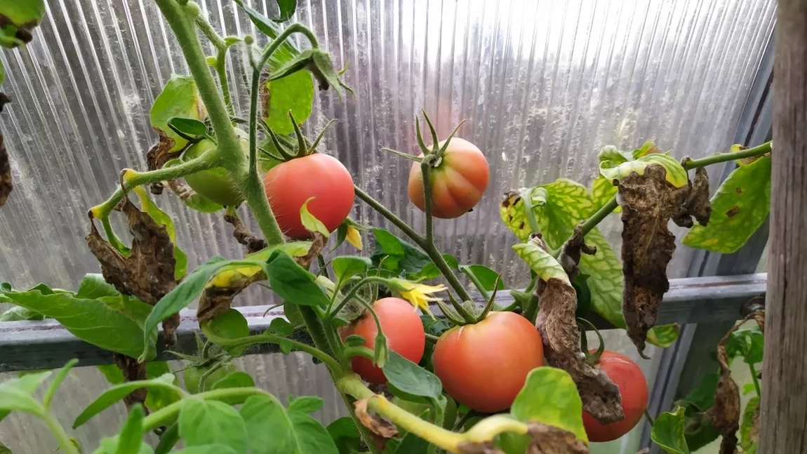 Bolile tomatelor imagini. Cum să-ți salvezi recolta într-un timp scurt
