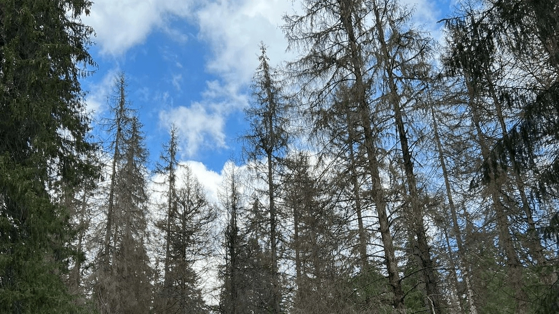 O specie de gândaci a devastat mii de hectare de pădure din Apuseni. Localnicii dau vina pe nepăsarea autorităţilor