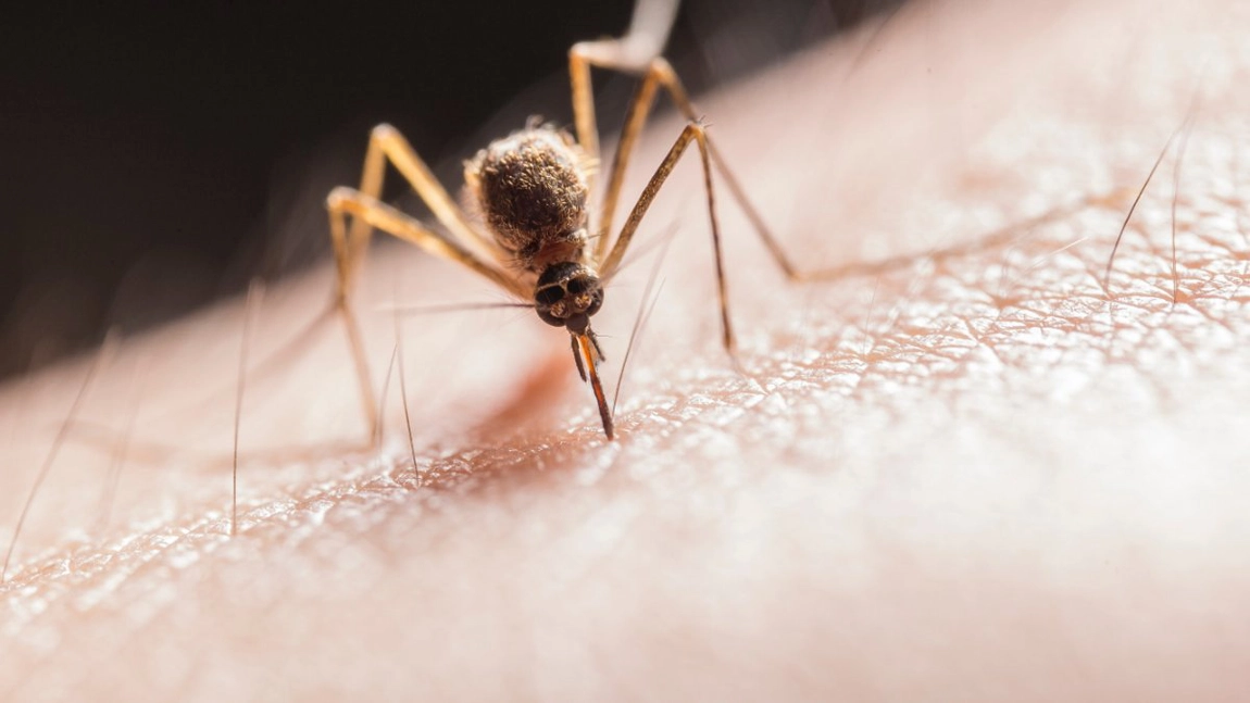 Țânțari cu virusul West Nile în Brăila. Doi bătrâni sunt internaţi cu meningită la Terapie Intensivă