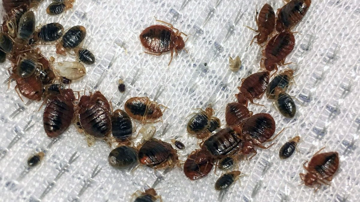 Cum să scapi de ploșnițele de pat cu metode 100% naturale? Remedii eficiente și sfaturi de pe forum