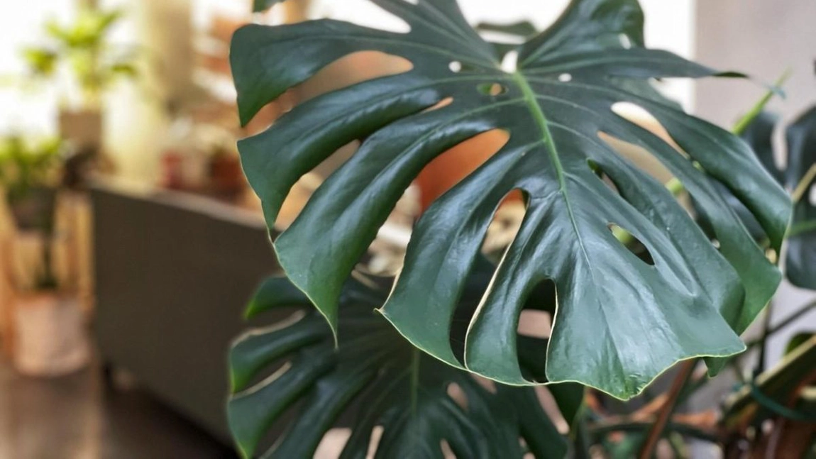 Au cumpărat o plantă la preț de chilipir, dar apoi au descoperit ce „comoară” ascunde aceasta, de fapt