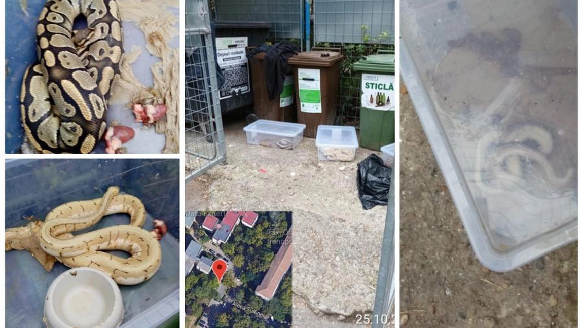 Un bărbat din Oradea a găsit trei pitoni în tomberonul din faţa blocului