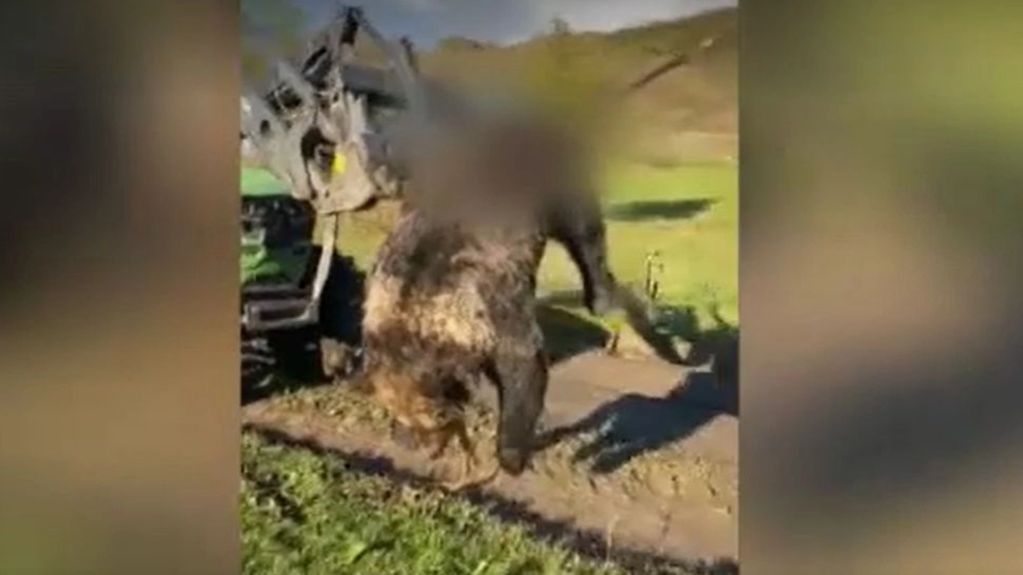 S-a filmat plimbând un urs mort în furca unui utilaj agricol şi s-a ales cu dosar penal