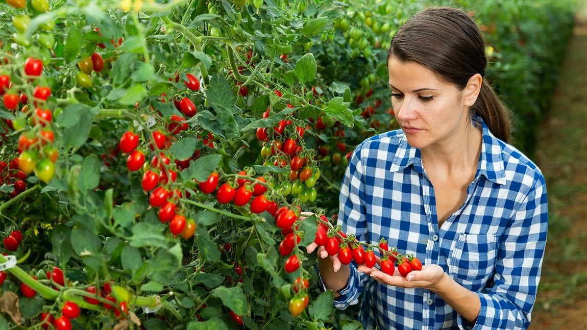 Când se aplică „Cropmax” la roșii. Pentru ce este folosită soluția de către agricultori?