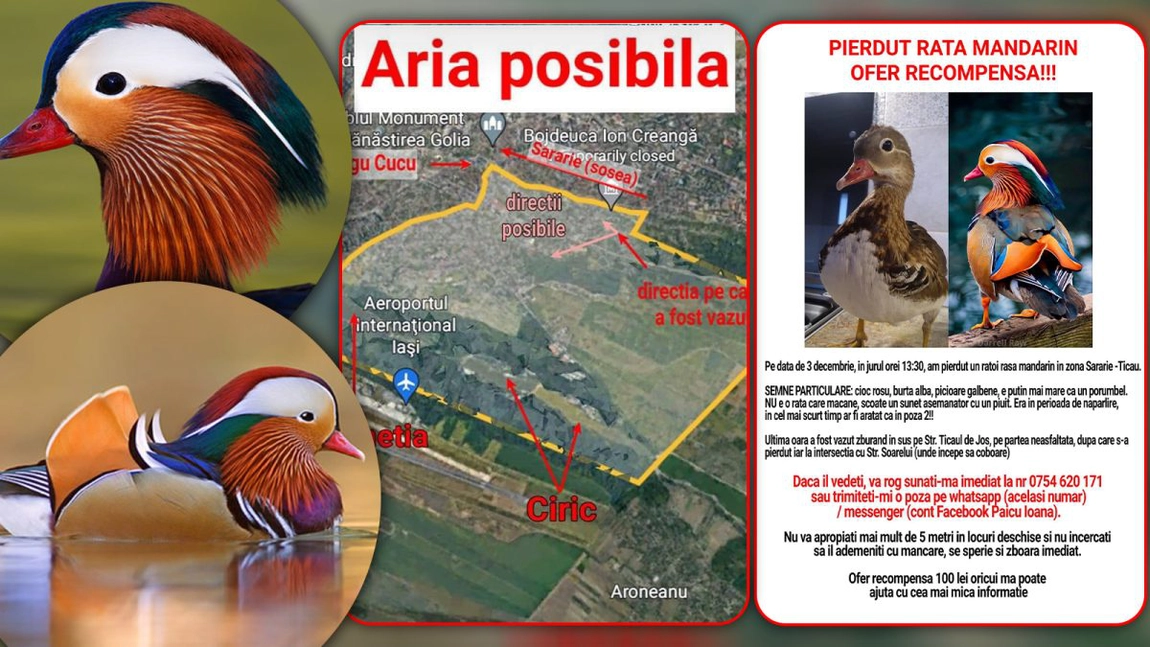 Dispariție ciudată, semnalată la Iași. Un rățoi „Mandarin” a zburat din Țicău și dus a fost: „Dacă îl vedeți, nu vă apropiați mai mult de cinci metri”