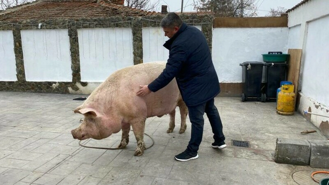 Marcel, cel mai mare porc din România, a fost tăiat. Avea o greutate record de 714 kg