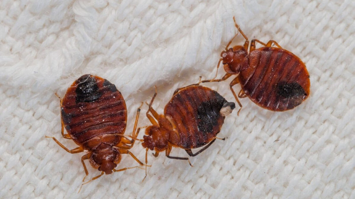 Cum să previi gândacii de canalizare? Sfaturi pentru a reuși să scapi de aceste insecte
