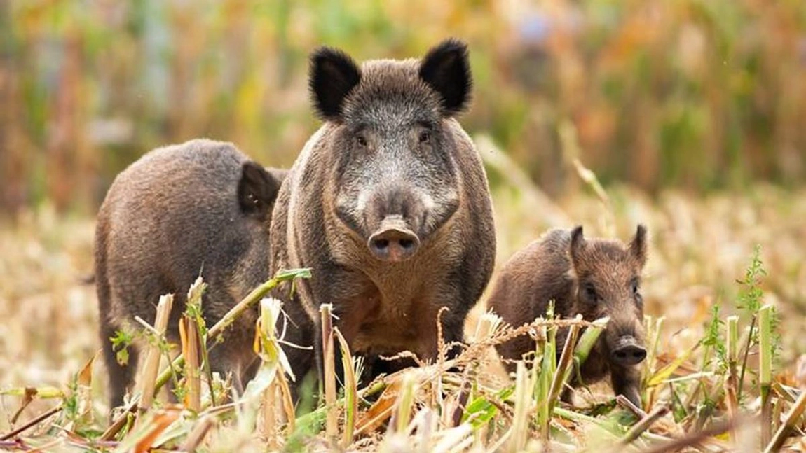 Vești bune pentru românii păgubiți de animalele sălbatice! Fermierii și crescătorii de animale vor fi despăgubiți de gestionarii fondurilor de vânătoare