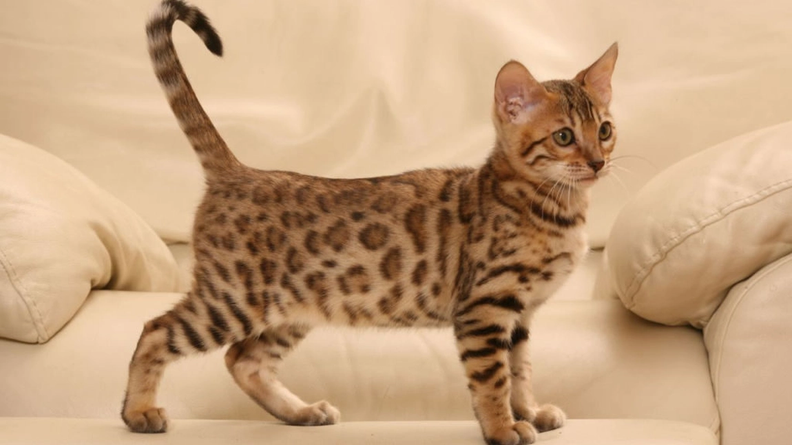 Rase de pisici tigrate. Tipuri de feline grațioase și jucăușe