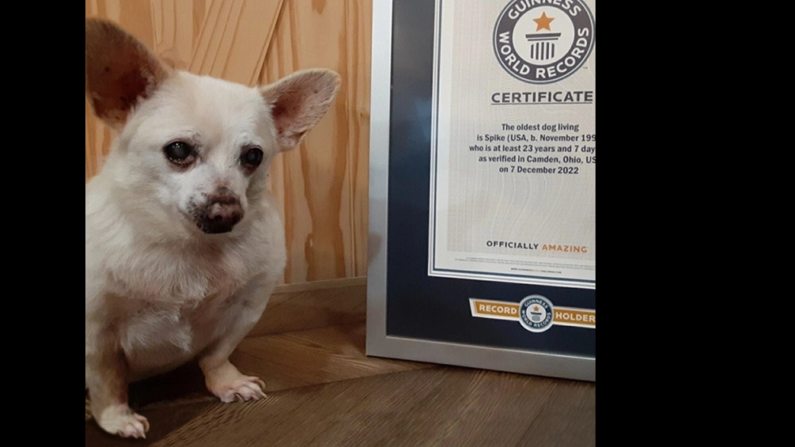 Un Chihuahua a intrat în cartea recordurilor ca cel mai bătrân câine din lume. Spike are 23 de ani