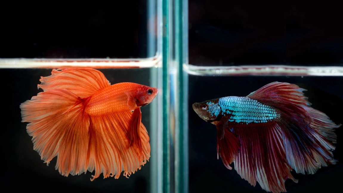 Cum au reușit niște pești de acvariu să facă plăți online cu cardul stăpânului - VIDEO