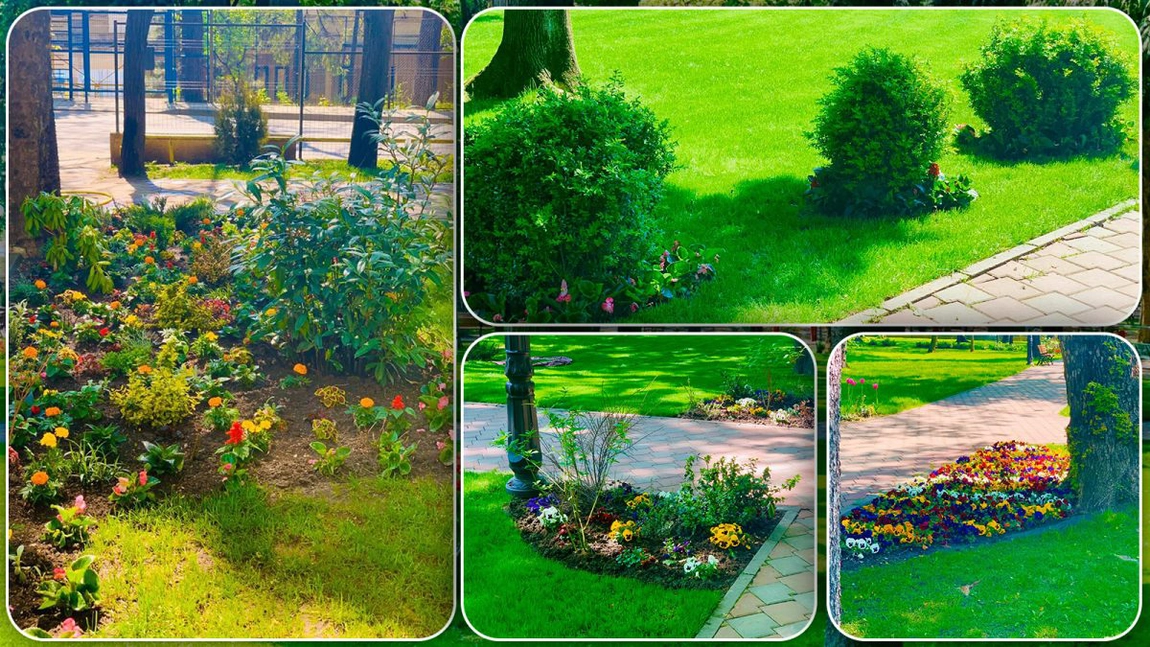 O firmă din Ilfov încearcă să câștige contractul pentru plantele cerute de Servicii Publice Iași! Potul este de aproape 250.000 de euro - FOTO