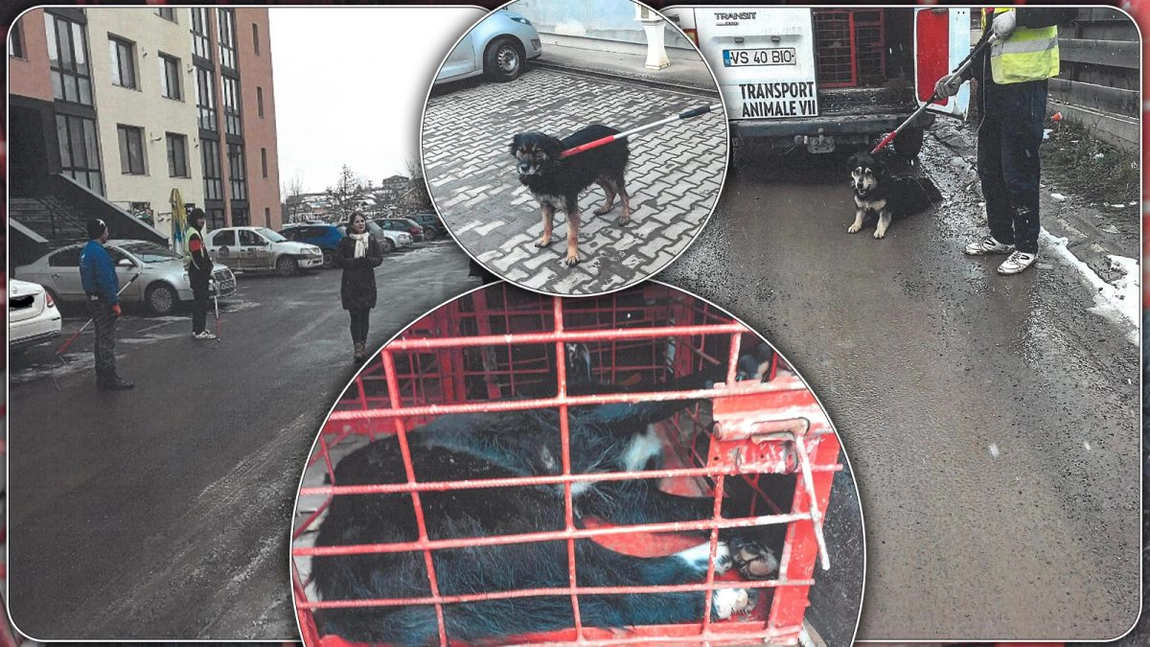 Acțiune de capturare a câinilor fără stăpân din Ciurea. Locuitor din comună: „Sunt omorâți în chinuri groaznice!“ – GALERIE FOTO/VIDEO