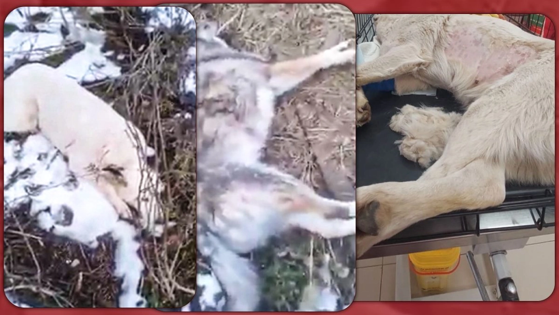 Niște câini comunitari au fost otrăviți cu glicol la Vișan! Gestul a stârnit mânia iubitorilor de animale! - GALERIE FOTO / VIDEO