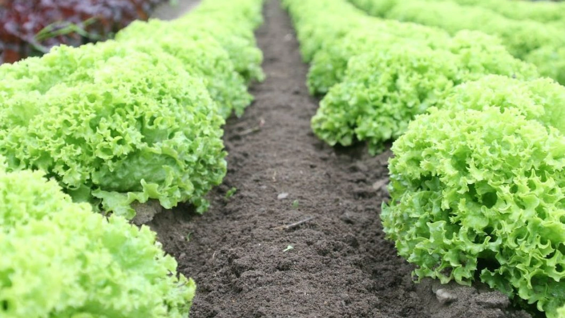 Fungicide - ”prietenul” de care ai nevoie pentru prevenirea si eradicarea bolilor provocate de ciuperci