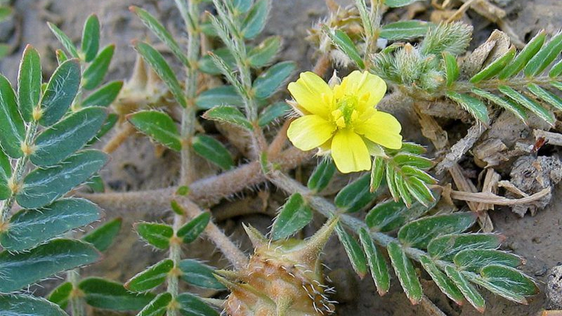 Planta colții babei. Un afrodiziac natural cu efect stimulator