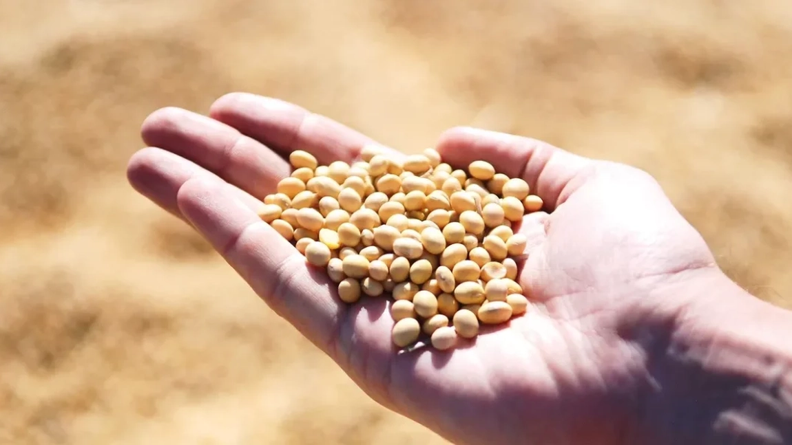 Soia boabe. Ce vitamine conține acest aliment?
