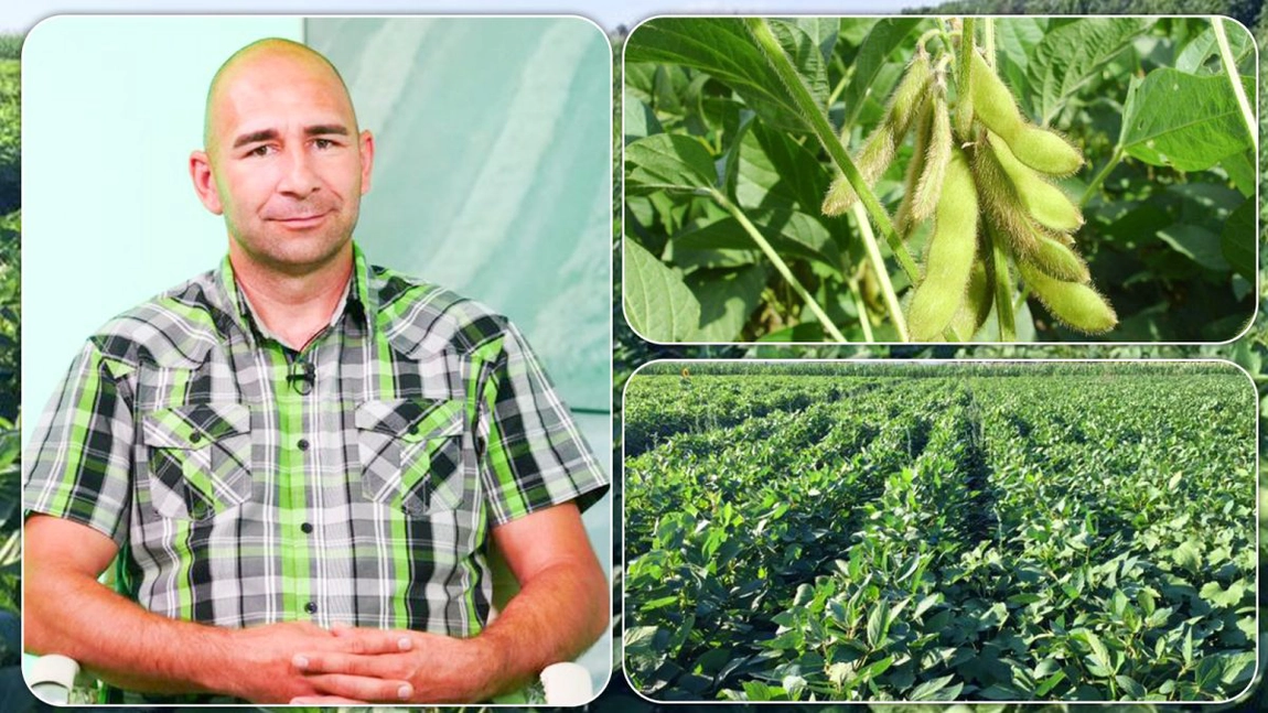 Fermierii din Iași vor să cultive soia și porumb modificate genetic. „Vrem să ni se permită și nouă acest lucru și să se modifice legislația”