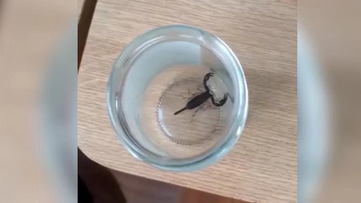 Lidl, reacție după ce o femeie din Iași a mers la spital pentru că a fost mușcată de un scorpion