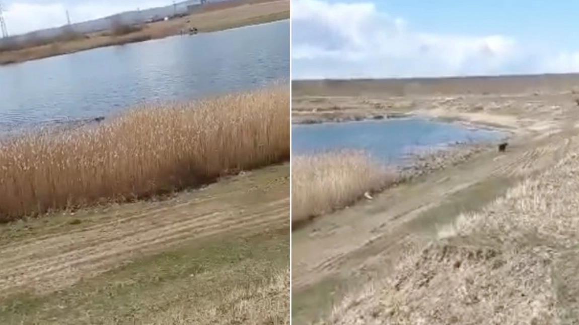Imagini haioase cu un pui de urs în judeţul Bacău. Animăluţul a coborât din pădure să facă o baie în lacul din Sascut - VIDEO
