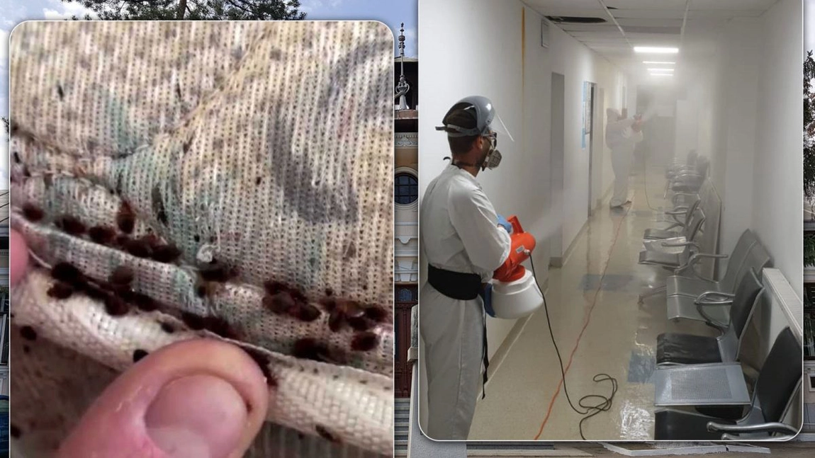 Ploșnițele creează iar probleme Institutului de Psihiatrie „Socola” Iași! S-au încheiat deja contracte cu o firmă de dezinsecție