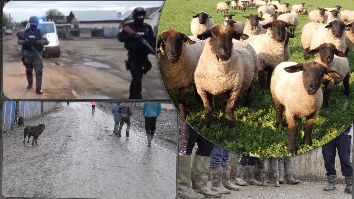 A intrat spaima în ei! Descinderi la Crucea, în casele romilor. Mascații au căutat câteva oi de rasă ce au fost furate. Una era deja la proțap - EXCLUSIV