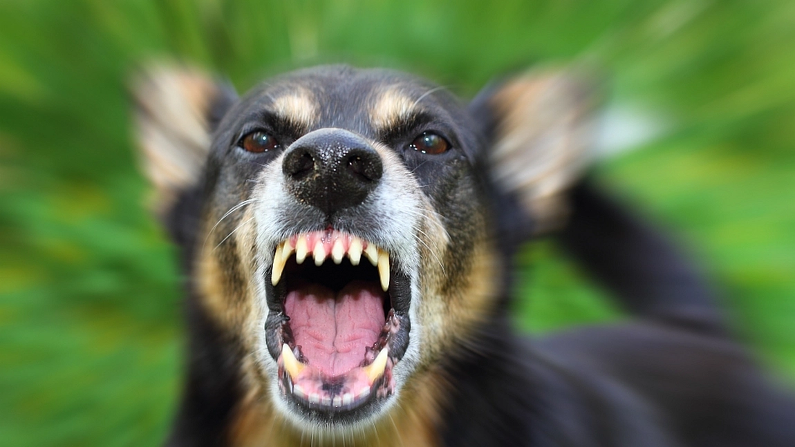 Un copil de 12 ani a fost mușcat de un câine. Stăpânul animalului ar fi asistat pasiv la atac