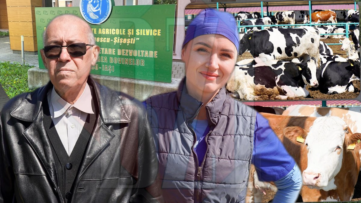 Știați că în acest loc se află cel mai bun lapte din Iași? La Stațiunea de Cercetare de la Dancu se folosește material seminal de la cei mai buni tauri din lume. „Animalele ce le vedeți sunt fiice ale acestor tauri” - FOTO