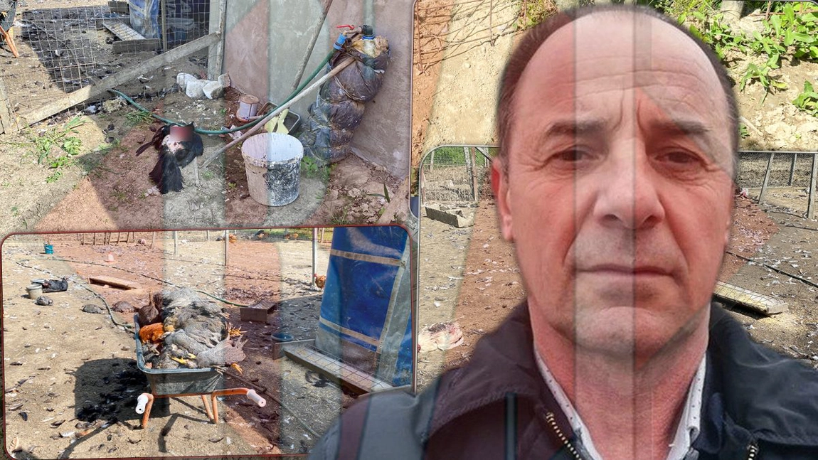 Incredibil! O haită de câini a făcut prăpăd la o fermă din județul Iași. Proprietar: „Polițiștii mi-au spus că nu au competență să se ocupe de asta. Primarul mi-a închis telefonul” - FOTO