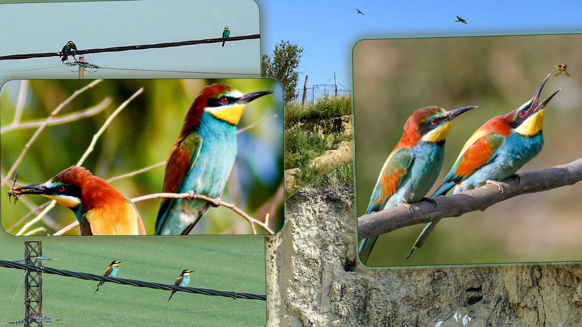 Imagini spectaculoase de la marginea Iașului! Un stol de păsări multicolore și-a făcut cuib într-un perete de lut. „De la 7 dimineața încep să cânte” - FOTO/VIDEO