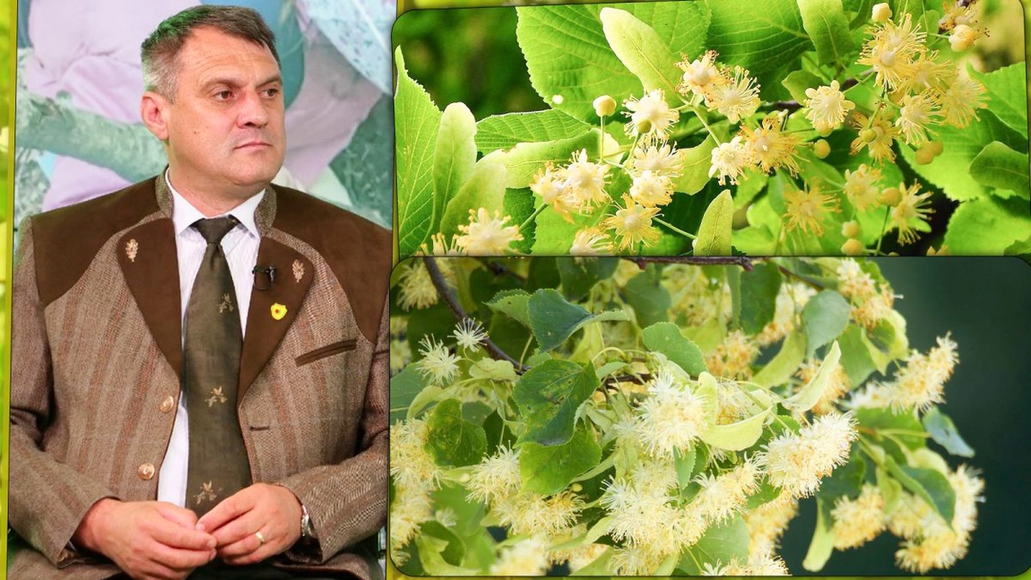 Direcția Silvică Iași a vândut 4 tone de flori de tei, producție de anul acesta. Plantele sunt folosite în scop medicinal