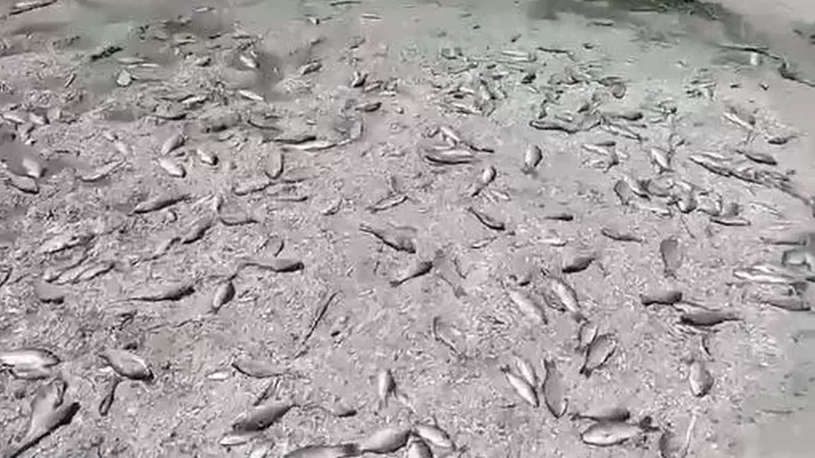 Dezastru ecologic în Ucraina după distrugerea barajului din Nova Kahovka. O „mare” de pești morți în sudul țării - VIDEO