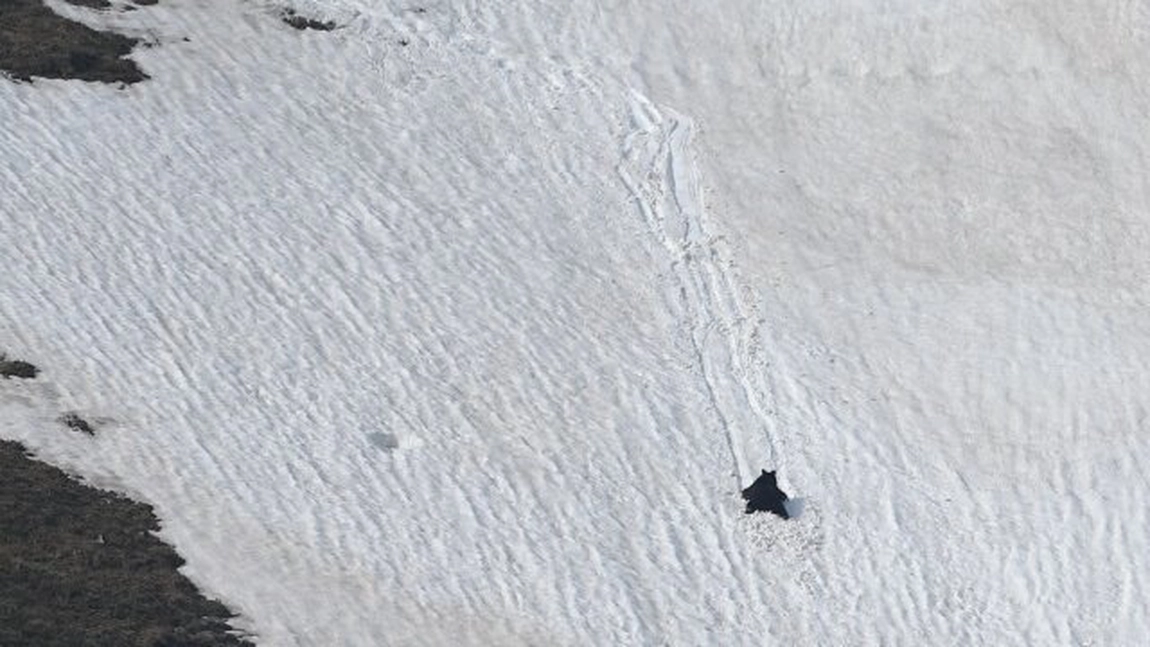 Urs surprins la joacă pe derdeluş, în Munții Făgăraș