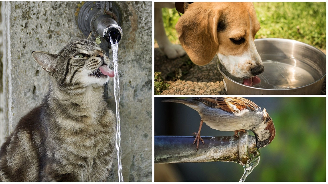 Canicula poate ucide animalele de companie. Medicii veterinari au lansat avertismente