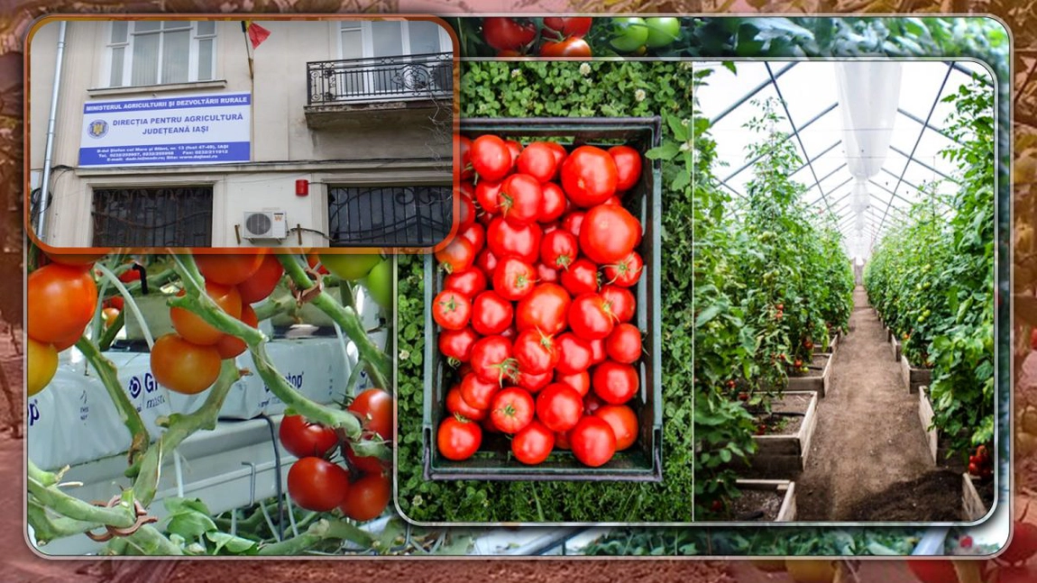 Direcția Agricolă a finalizat verificările în solariile legumicultorilor din Iași care primesc subvențiile în programul „Tomata”