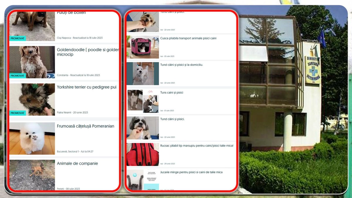 DSVSA Iași inspectează comerțul ilegal de câini și pisici. Platformele de vânzare sunt pline de anunțuri