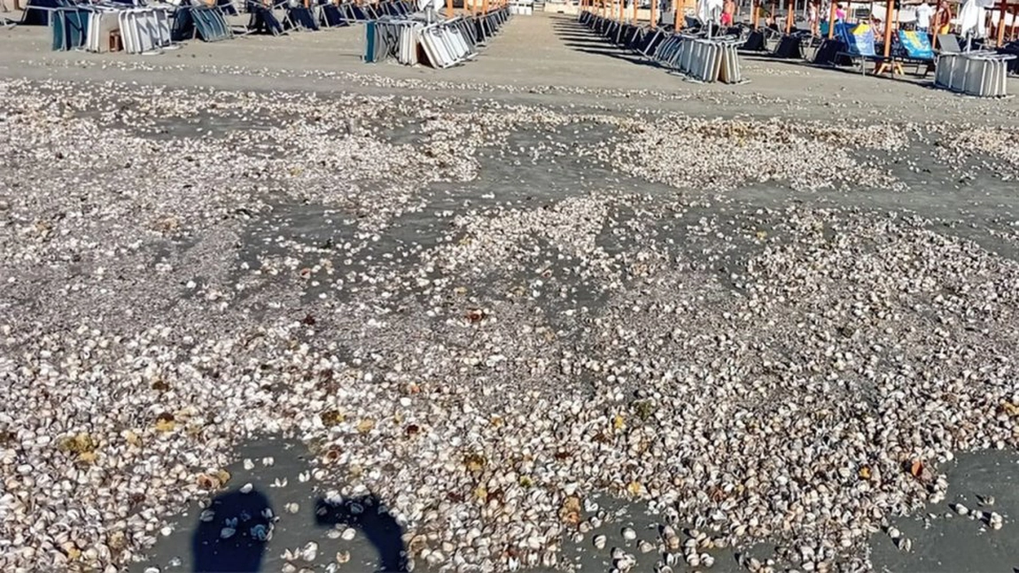 Plajele litoralului românesc, umplute de un covor de scoici și melci
