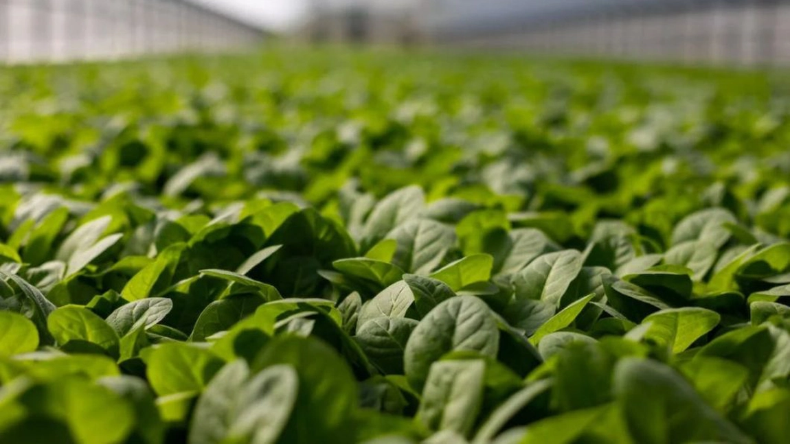 De ce este importantă colectarea apei în mediul rural și cum poate fi folosită