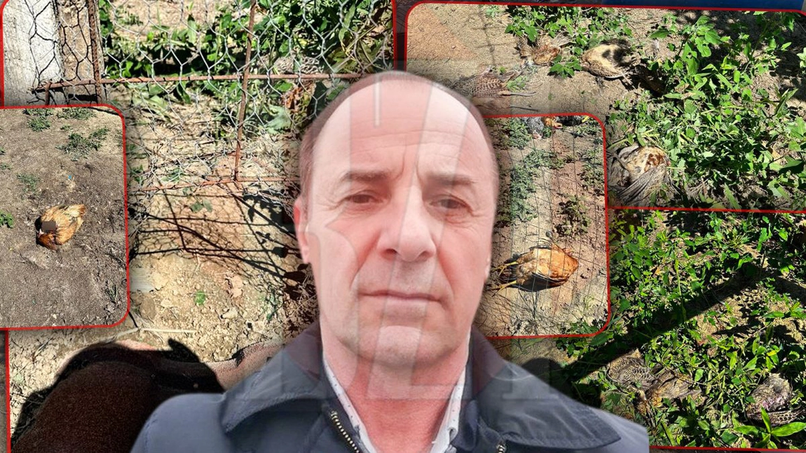 Alarmă într-o comună din Iași! Animalele au făcut prăpăd în curțile oamenilor: „Câinii sunt foarte mari și agresivi, vin de pe un câmp” - FOTO/VIDEO