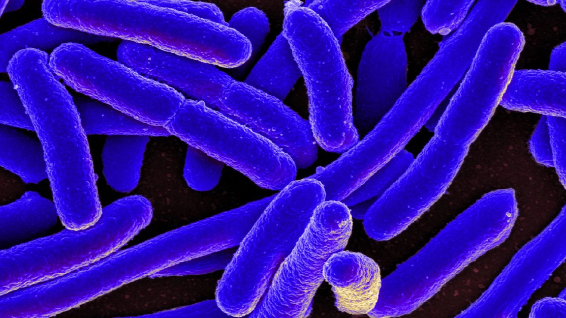 Am scăpat de Escherichia Coli. Tratament medicamentos și naturist pentru a scăpa de boală