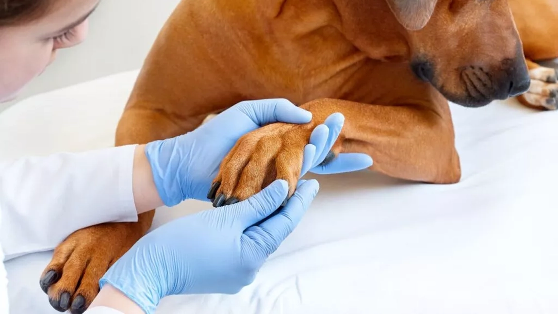 Dermatita la câini – poze. Cum să îl ajuți pe animalul de companie să scape de această problemă