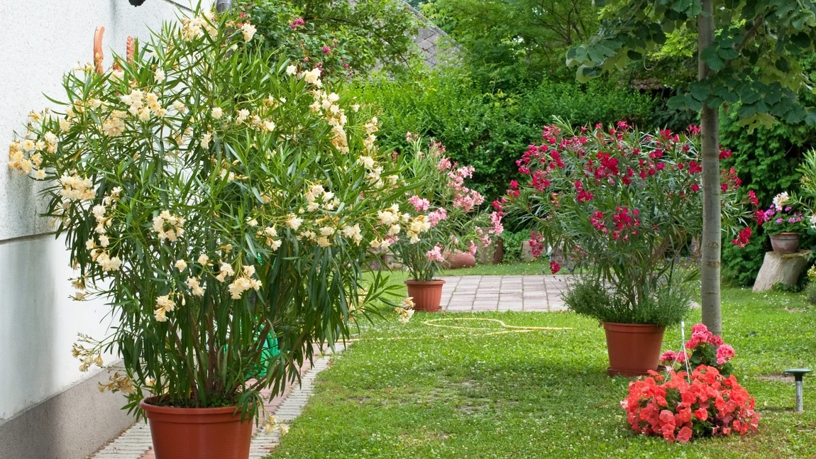 Îngrijire, plantare leandru! Iată câteva lucruri interesante despre această plantă
