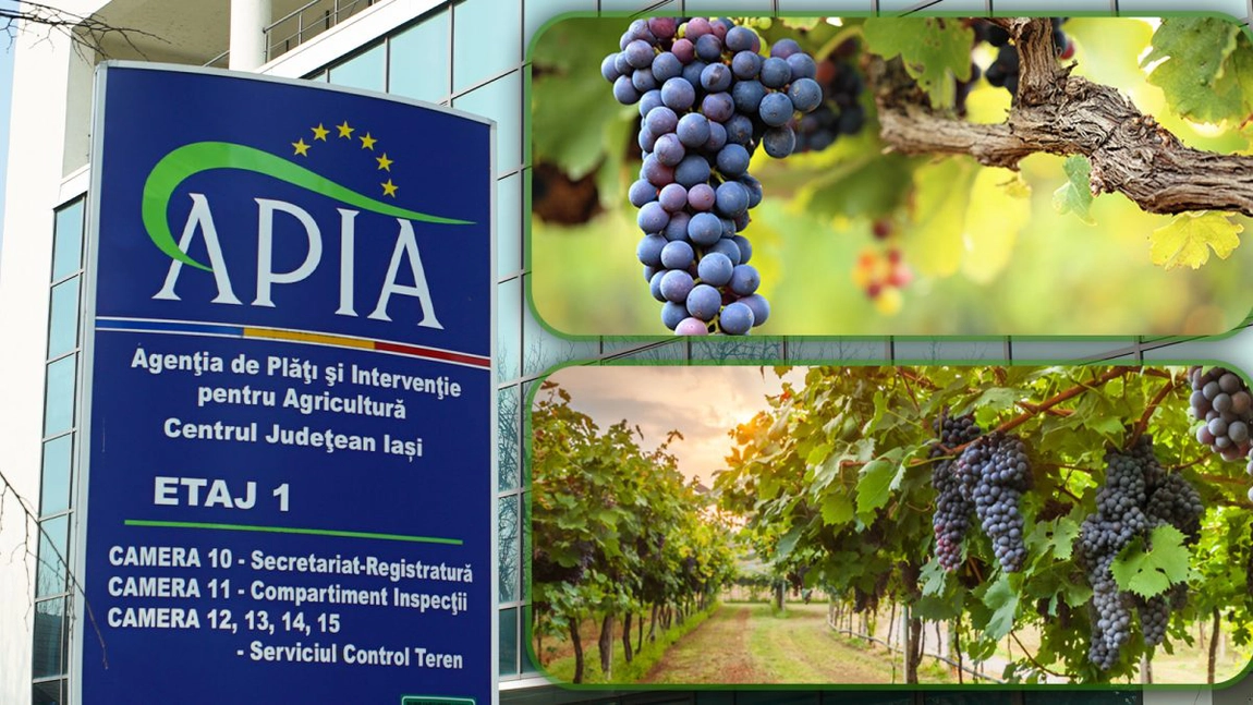 APIA primește cereri de plată pentru asigurarea recoltelor! Viticultorii din Iași pot beneficia de sumele acordate în cadrul acestui program