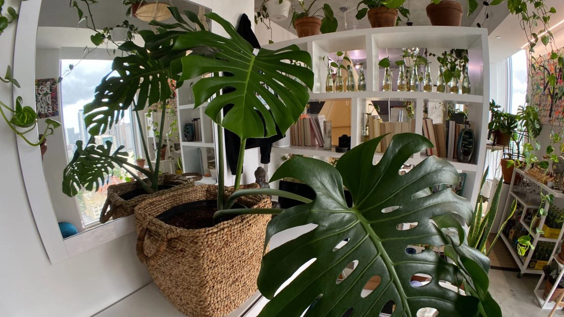 Ce plante de apartament sunt nepretențioase și cum poți să îţi transformi locuința într-o oază de verdeață - GALERIE FOTO