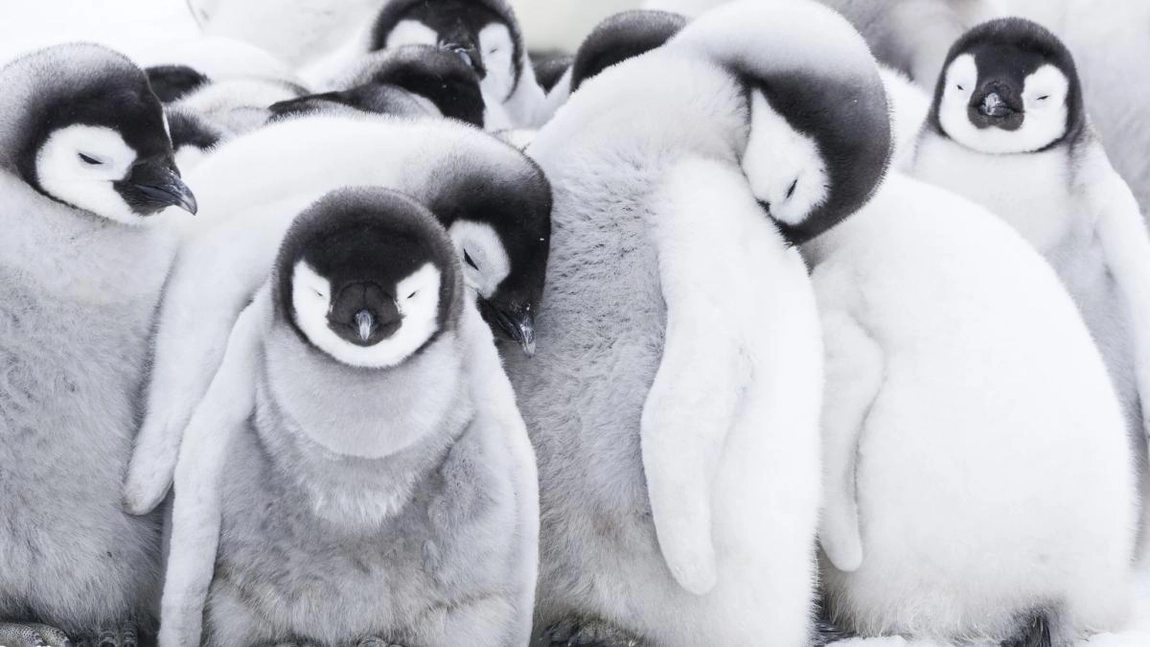 Catastrofă în Antarctica: Peste 10.000 de pui de pinguin imperial au murit